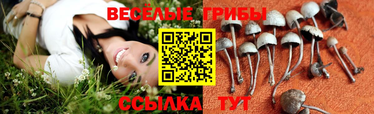 Медногорск  Псилоцибиновые грибы ЛСД  Галлюциногенные грибы Psilocybine cubensis  Вход с VPN 